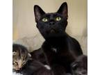 Adopt Sipsey a All Black Domestic Shorthair / Mixed cat in Bedford
