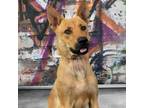 Adopt Twix a Brown/Chocolate Belgian Malinois / Mixed dog in Yuma, AZ (38368733)