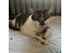 Adopt Luke a Domestic Shorthair / Mixed cat in Wappingers, NY (38370962)