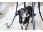 Adopt Junior a Black - with Tan, Yellow or Fawn Mixed Breed (Small) / Mixed dog