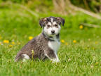 Adopt Banzai a Gray/Blue/Silver/Salt & Pepper Husky / Mixed dog in Ile-Perrot