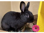 Adopt Jet a Black American / Mixed rabbit in Voorhees, NJ (38367944)
