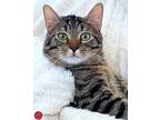 Adopt Cosmo a Brown Tabby Domestic Shorthair (short coat) cat in St.