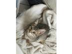 Adopt Ivy a Domestic Shorthair cat in Calimesa, CA (38371438)