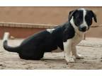 Adopt Rhonda a White - with Black Corgi / Labrador Retriever / Mixed dog in