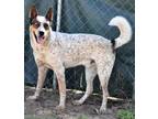 Adopt Whiskey a White Husky / Australian Cattle Dog / Mixed dog in Inverness