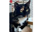 Adopt Zuri a Calico or Dilute Calico Domestic Shorthair (short coat) cat in St.