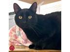 Adopt Apollo a All Black Domestic Shorthair (short coat) cat in St.