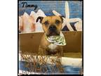 Adopt TIMMY a Brown/Chocolate - with White Mixed Breed (Medium) / Mixed dog in