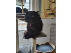 Adopt Minnie a Black (Mostly) Maine Coon (long coat) cat in Chula Vista