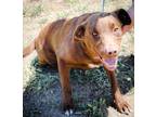 Adopt JoJo a Brown/Chocolate Labrador Retriever / Mixed dog in Price