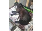 Adopt Maggie a All Black Domestic Mediumhair (medium coat) cat in Chula Vista