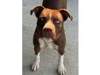 Adopt Penny a Brown/Chocolate - with White American Staffordshire Terrier /