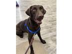 Adopt Tato a Brown/Chocolate Labrador Retriever / Mixed dog in Hollis