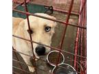 Adopt Claudette a Tan/Yellow/Fawn Labrador Retriever / Husky / Mixed dog in