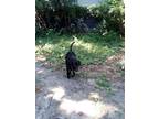 Adopt Diesel a Black - with White Labrador Retriever / Terrier (Unknown Type