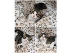 Adopt Mighty Joe a Gray, Blue or Silver Tabby Domestic Shorthair (short coat)