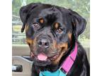 Adopt Scarlett a Black - with Brown, Red, Golden, Orange or Chestnut Rottweiler