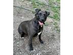 Adopt Lexi **COURTESY POST** a Black - with White Labrador Retriever / Pit Bull