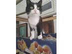 Adopt Cookie a Black & White or Tuxedo Domestic Mediumhair (medium coat) cat in