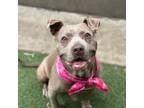 Adopt Lady Bug a Gray/Silver/Salt & Pepper - with Black Pit Bull Terrier /