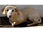 Adopt George a Tan/Yellow/Fawn Dachshund / Mixed dog in Chula Vista