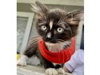Adopt SHADOW a Black & White or Tuxedo American Shorthair (short coat) cat in