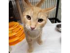 Adopt Koopa a Orange or Red Domestic Shorthair / Mixed cat in Columbus