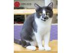 Adopt Cinder a Gray or Blue (Mostly) Domestic Shorthair (short coat) cat in St.