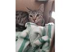 Adopt Ella a Gray, Blue or Silver Tabby Bengal (medium coat) cat in Chula Vista
