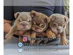 English Bulldog PUPPY FOR SALE ADN-767847 - English bulldog puppy