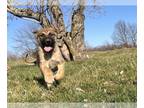 Anatolian Shepherd-German Shepherd Dog Mix PUPPY FOR SALE ADN-767833 - Anatolian