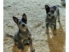 Australian Cattle Dog PUPPY FOR SALE ADN-767809 - Blue Heeler Puppies