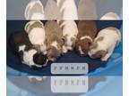 Boston Terrier PUPPY FOR SALE ADN-767807 - AKC BOSTON TERRIER PUPPIES