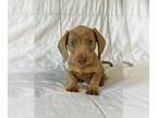 Dachshund PUPPY FOR SALE ADN-767805 - Dachshund Puppies