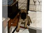 Mastiff PUPPY FOR SALE ADN-767758 - AKC English Mastiff puppies