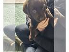 Labrador Retriever PUPPY FOR SALE ADN-767756 - Chocolate Lab Puppies For Sale