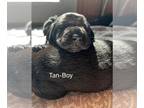 Cane Corso-German Shorthaired Pointer Mix PUPPY FOR SALE ADN-767729 - Mixed