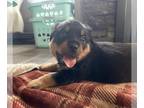Rottweiler PUPPY FOR SALE ADN-767706 - Rottweiler Puppies
