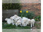 Golden Retriever PUPPY FOR SALE ADN-767680 - AKC Golden Retriever Puppies