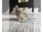 French Bulldog PUPPY FOR SALE ADN-767658 - Blue and Tan Merle