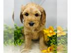 Australian Labradoodle PUPPY FOR SALE ADN-767656 - Multigenerational