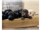 Labradoodle PUPPY FOR SALE ADN-767646 - Labradoodle party of 12