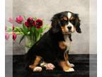 Bernese Mountain Dog PUPPY FOR SALE ADN-767584 - Teacup Bernese Mountain Dog