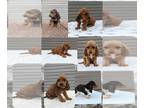 Basset Hound PUPPY FOR SALE ADN-767580 - Basset hound puppies