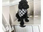 Labradoodle PUPPY FOR SALE ADN-767857 - Tia