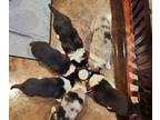Collie PUPPY FOR SALE ADN-767842 - Pond View Collies Wilma X Duncan Puppies