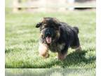 German Shepherd Dog PUPPY FOR SALE ADN-767829 - German Shepherd Puppies
