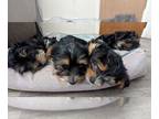 Yorkshire Terrier PUPPY FOR SALE ADN-767795 - Yorkie puppies