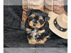 Yorkshire Terrier PUPPY FOR SALE ADN-767779 - Ike